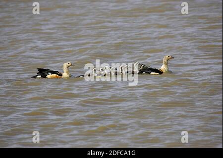 Orinoco Goose, neochen jubata, Paaren sich mit Küken, die in Wasser stehen, Los Lianos in Venezuela Stockfoto