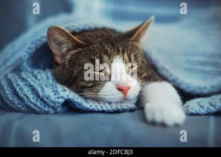 Eine niedliche Hauskatze mit rosa Nase schläft schnell auf dem Bett, bedeckt mit einer blauen Wolldecke. Schlaf- und Ruhezeit. Ein Haustier. Stockfoto