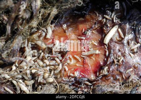 Blowfly Maggot schlagen auf ein lebendes Lamm. Stockfoto