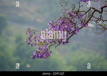 Purple Haze: Jacaranda Baum lila Blüten gegen blauen Himmel Stockfoto