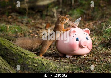 Ein Rothörnchen (Sciurus vulgaris) bei einer Schweinebank. Könnte für Sparmaßnahmen / Bankwesen Themen verwendet werden. Stockfoto