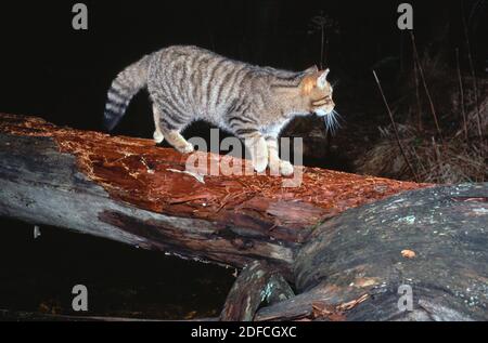 Dies war die erste Nahaufnahme einer schottischen Wildkatze, die in freier Wildbahn mit einem Infrarotstrahl aufgenommen wurde. Es dauerte drei Nächte mit der Kamera vor Ort. Stockfoto