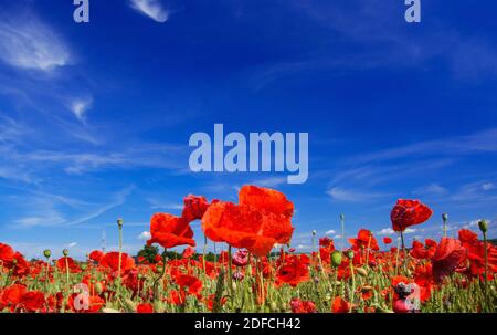 Die leuchtend roten Sonne des in Mitteleuropa wilden Klatschmohns, Papaver rhoeas, blühen ab Ende Mai und kennzeichnen den Beginn des Frühsommers Stockfoto