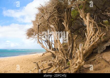 Knorrige und verdrehte Bäume am Sandstrand entlang des Pazifiks Meer Stockfoto