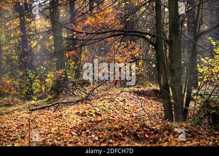 Herbstwald gefallene Blätter von Bäumen, viele Blätter Bäume Polen Stockfoto