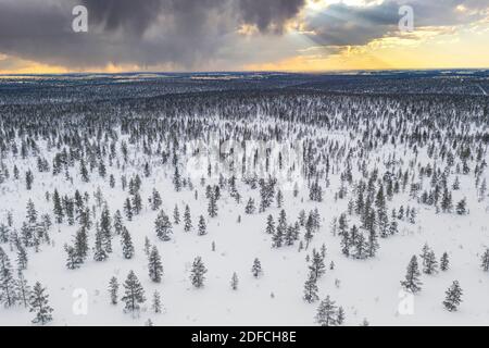 Bäume in der verschneiten Landschaft des Urho-Kekkonen-Nationalparks bei Sonnenuntergang, Luftaufnahme, Saariselka, Inari, Lappland, Finnland Stockfoto