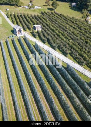 Luftaufnahme von Apfelplantagen mit Anti-Hagelnetz bedeckt, Valtellina, Provinz Sondrio, Lombardei, Italien Stockfoto