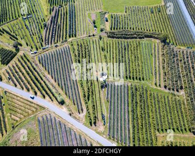 Luftaufnahme der Landstraße entlang der Apfelplantagen, Valtellina, Provinz Sondrio, Lombardei, Italien Stockfoto
