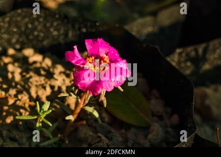 Moosrose oder Portulaca grandiflora Hook Blumenpflanzen auf Plastiktüten Stockfoto