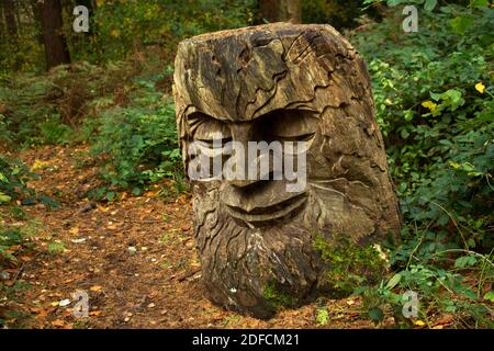 Die Forstkommission hat einigen lokalen Kettensägen-Künstlern erlaubt Machen Sie öffentliche Kunst auf Wanderwegen durch diesen Abschnitt von Die Raincliff Woods Stockfoto