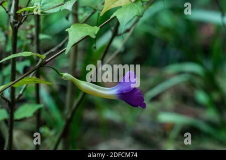 Thunbergia erecta schöne lila und gelbe Buschuhr Weinblume Stockfoto