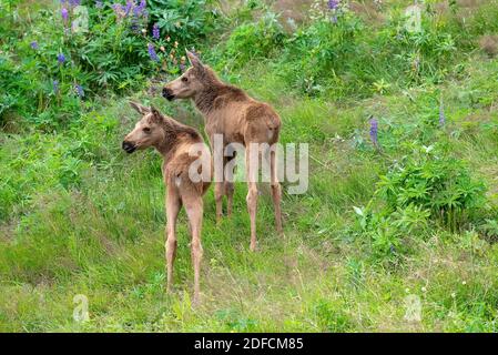 Zwei Elchkälber in der Wildnis Nordnorwegens Stockfoto