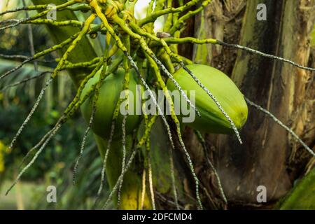 Vietnam Coconut Tree Pflanze in einer Agro-Firma und Familie Von Arecaceae Stockfoto