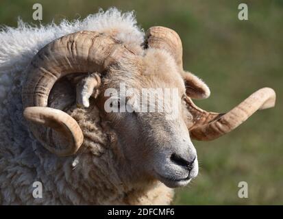 Portland Schafe, seltene Rasse. Stockfoto