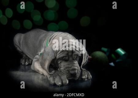 Reinrassige Dogge Welpen schlafen mit grünen Weihnachtsbeleuchtung und Ornament auf dunklem Hintergrund Stockfoto