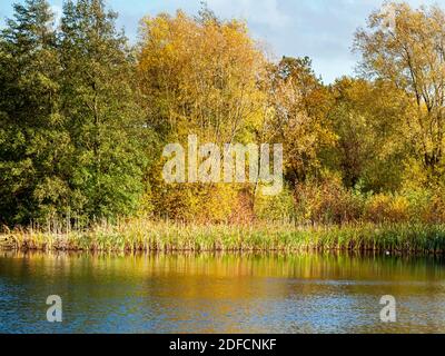 Bäume mit wunderschönem Herbstlaub über dem Wasser eines Teiches in North Cave Wetlands, East Yorkshire, England Stockfoto