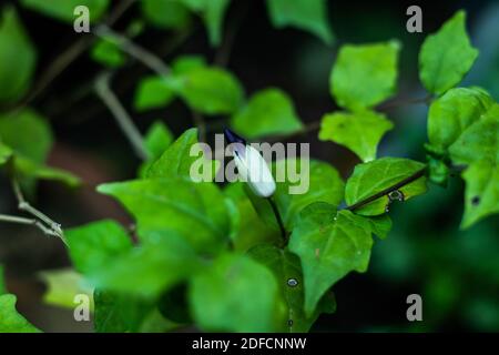 Blütenknospen von Thunbergia erecta, dass lila und gelb Bush Uhrblüte Stockfoto