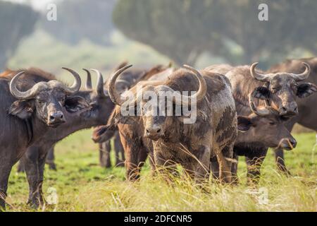 Horde of African Buffalo (Syncerus Caffer), Queen Elizabeth National Park, Uganda. Stockfoto