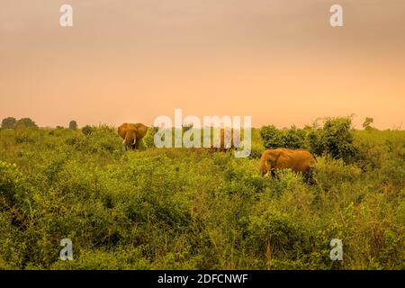 Elefantenherde ( Loxodonta Africana) bei Sonnenaufgang, Queen Elizabeth Nationalpark, Uganda, Ostafrika. Stockfoto