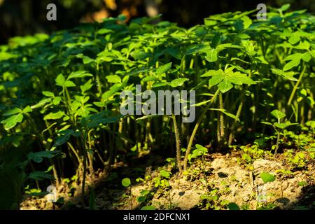 Wachsende Setzlinge Gruppe von Tomaten im Boden aus Tomaten Seeds Stockfoto