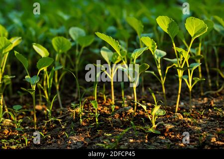 Im Schuppen sind aus dem viele kleine Setzlinge gewachsen Seeds Stockfoto