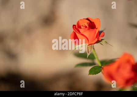 Fokussiere dich auf eine einzelne rote Rose mit Kopierraum. Blume mit heller Farbe bei Tageslicht. Stockfoto