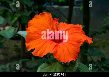 Orange große joba Blume oder Hibiscus rosa-sinensis, dass chinesische Hibiskus Stockfoto