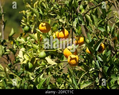 Eine Nahaufnahme von gelben Orangen, die auf einem Baum wachsen Stockfoto