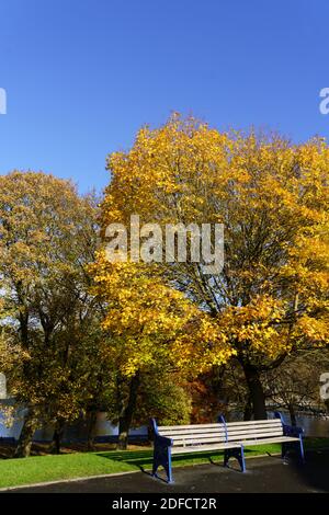 Leerstehender Holzparksitz vor einem Ahornbaum mit goldenen und gelben Blättern, Lister Park, Bradford, West Yorkshire, Großbritannien. Stockfoto