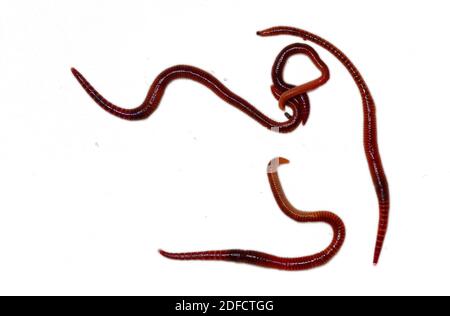 Vier Regenwürmer, isoliert auf weißem Hintergrund Stockfoto