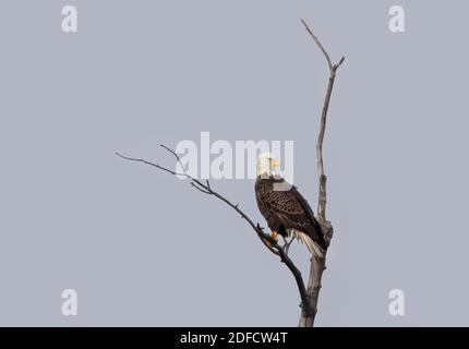Ein amerikanischer Weißkopfseeadler, der in einem Baum in Kanada thront Stockfoto