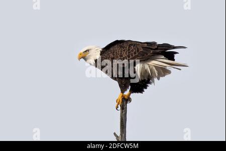 Ein amerikanischer Weißkopfseeadler, der in einem Baum in Kanada thront Stockfoto