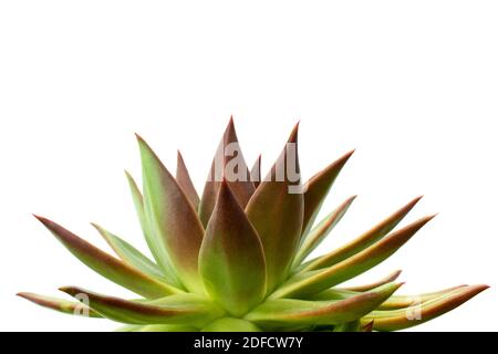 Nahaufnahme von Echeveria agavoides Sukkulente Pflanze mit scharfen roten Spitzen isoliert auf weißem Hintergrund. Ruhige und minimalistische Szene. Leerzeichen für Text Stockfoto