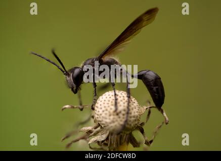 Makroaufnahme einer Wespe Stockfoto