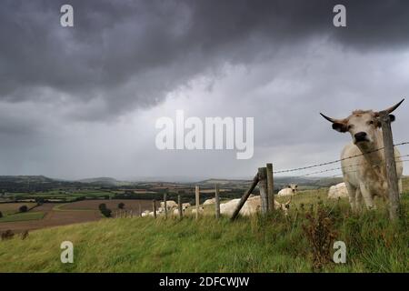 Eine neugierige gehörnte Kuh blickt über einen Stacheldrahtzaun auf die Kamera, während dicke schwarze Wolken unheimlich am Himmel schweben, Regen am Horizont fällt. Stockfoto