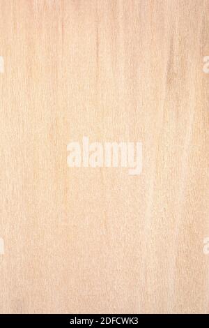 AMERIKANISCHE PLATANUS OCCIDENTALIS Stockfoto