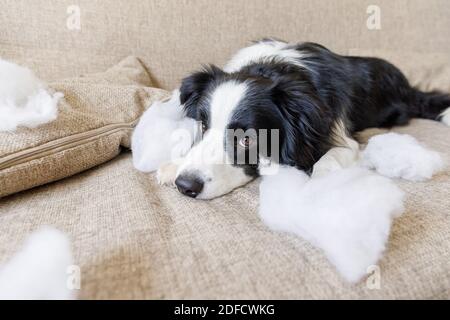 Frech verspielt Hund Grenze Collie nach Unfug beißen Kissen liegen auf Couch zu Hause. Schuldig Hund und zerstört Wohnzimmer. Schaden chaotisch Haus und Welpen mit lustigen Guilty Look Stockfoto