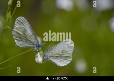 Zwei holzweiße Schmetterlinge (Leptidea sinapis) auf einer Rabelera-Großstich-Würze, weiße Wildblumenknospe, Makro-Nahaufnahme, grüner Hintergrund. Stockfoto