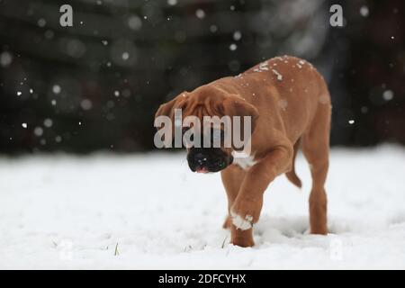 Ein junger Boxerhundwelpe entdeckt zum ersten Mal Schnee Zeit in Leicestershire.Ê Stockfoto