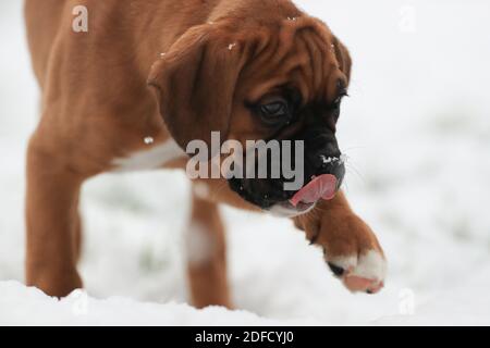 Ein junger Boxerhundwelpe entdeckt zum ersten Mal Schnee Zeit in Leicestershire.Ê Stockfoto