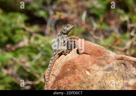 Cape Agama Lizard sonnt sich im Jonkershoek Nature Reserve Stockfoto