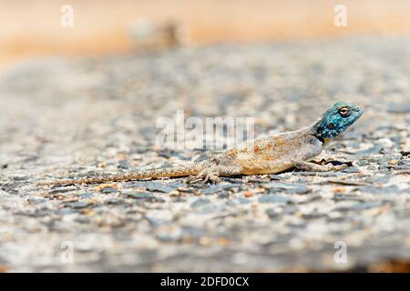 Cape Agama Lizard sonnt sich im Jonkershoek Nature Reserve Stockfoto