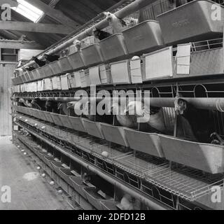 50er Jahre, historisch, in einem großen Schuppen wie Struktur, Hennen sitzen in Metallkäfigen Eier legen. An den Metalltabletts ist eine Tabelle angebracht, die die Anzahl der gelegten Eier angibt. Die Batteriekäfige sind ein Wohnsystem, das hauptsächlich für die eierlegenden Hühner verwendet wird, der Name kommt von der Anordnung der Reihen der identischen Käfige, die miteinander verbunden sind, in der Einheit, wie in der Artilleriebatterie. Stockfoto