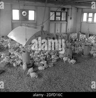 1950, historische, neue Baby-Küken in einem niedrigen Zimmer in einem industriellen Typ einstöckiges Gebäude, mit Metallfütterern auf dem Boden, England, Großbritannien. Diese Küken werden als Eier legende Hühner gezüchtet. Stockfoto