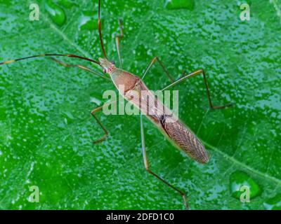 Insektenaktivität im täglichen Leben Stockfoto