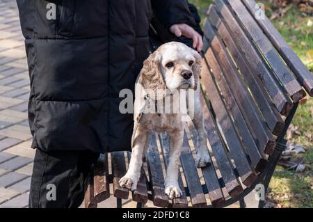 Der Hund sitzt auf einer Bank und der Besitzer steht daneben. Stockfoto