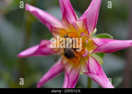 Hummel auf einer Dahlia 'Fancy Pants' rosa und weiß Dahlia Blume Biene Makro Nahaufnahme. Stockfoto