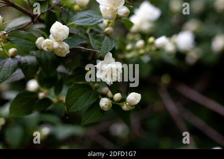 Der weiße Jasmin blüht auf dem Ast. Ein Busch im Garten. Ort für Ihren Text. Speicherplatz kopieren Stockfoto