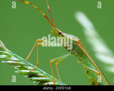 Insektenaktivität im täglichen Leben Stockfoto