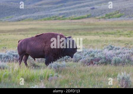 Großer Bison Bull in der Prärie des Yellowstone National Park, Vereinigte Staaten von Amerika Stockfoto